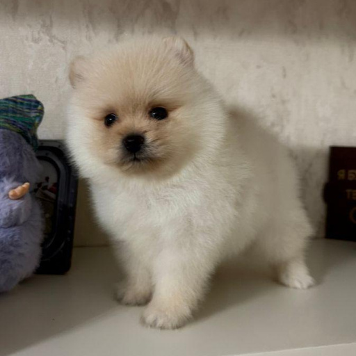 Изображение питомца