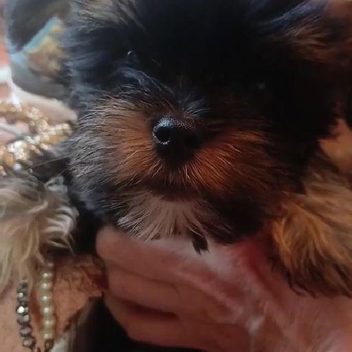 Изображение питомца