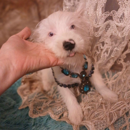 Изображение питомца