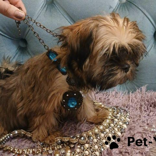 Изображение питомца