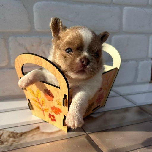 Изображение питомца