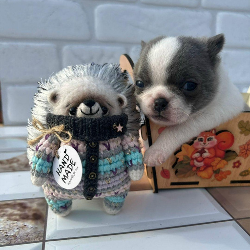 Изображение питомца