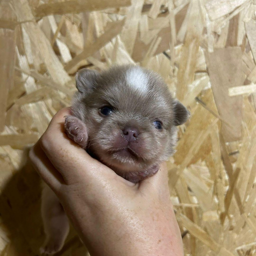 Изображение питомца