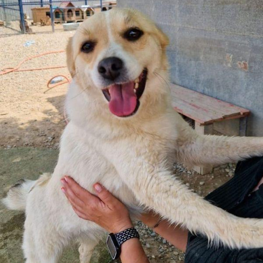 Изображение питомца