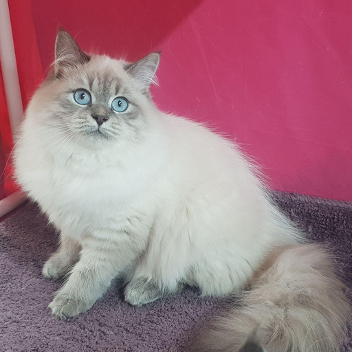 Изображение питомца