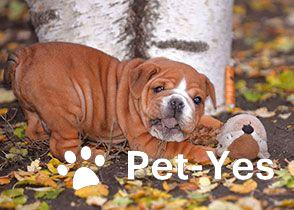 Изображение питомца