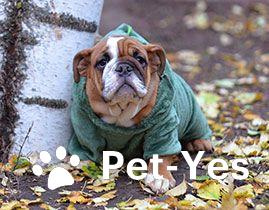 Изображение питомца