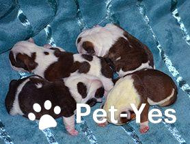 Изображение питомца