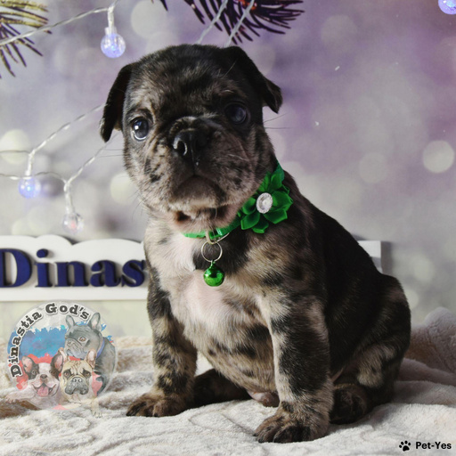 Изображение питомца