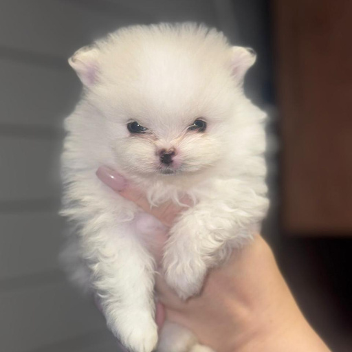 Изображение питомца