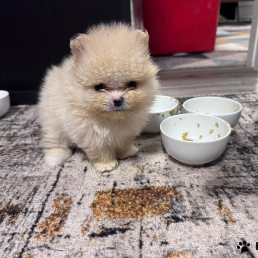 Изображение питомца