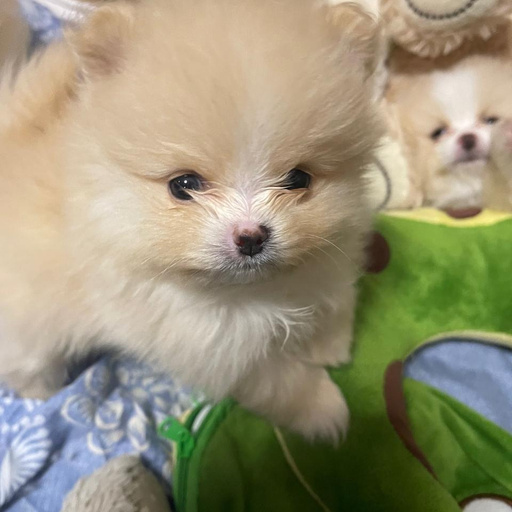 Изображение питомца