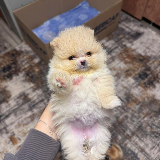 Изображение питомца