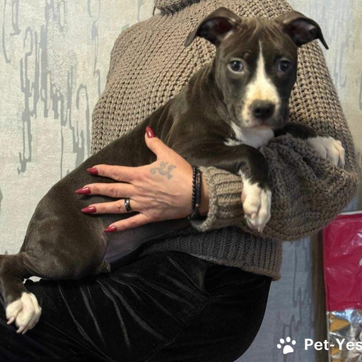 Изображение питомца