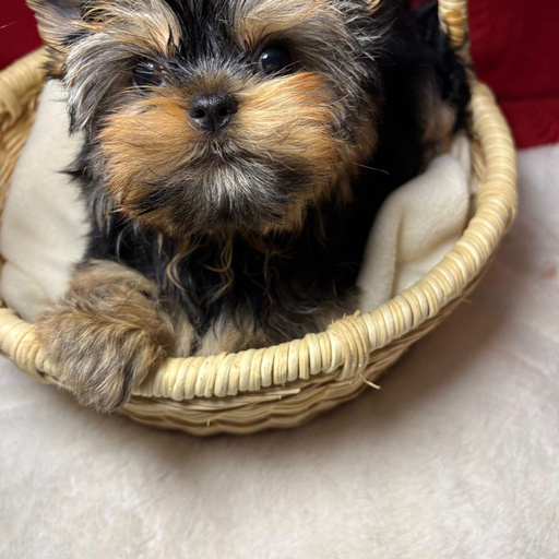 Изображение питомца