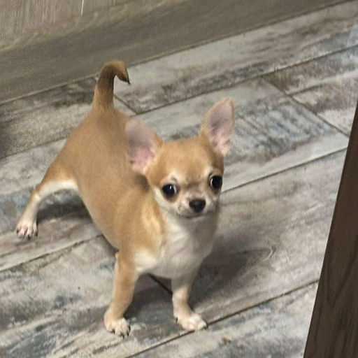 Изображение питомца