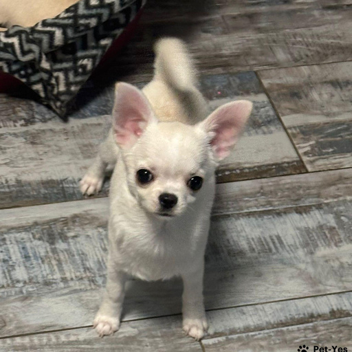 Изображение питомца