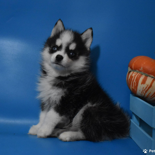 Изображение питомца