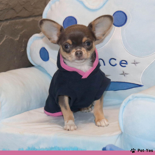 Изображение питомца