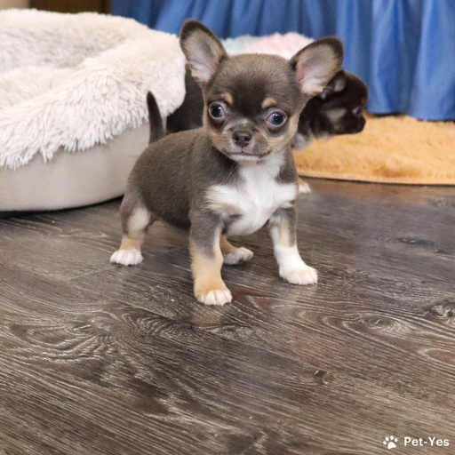 Изображение питомца