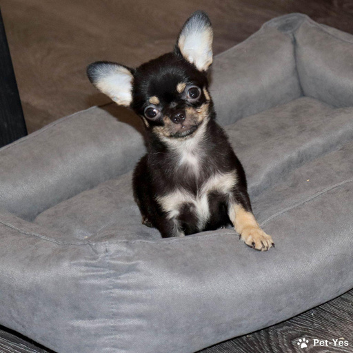 Изображение питомца