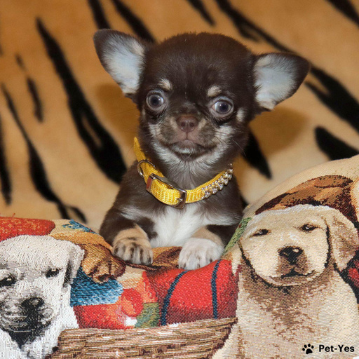 Изображение питомца