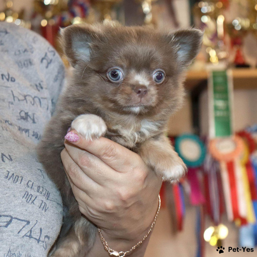 Изображение питомца