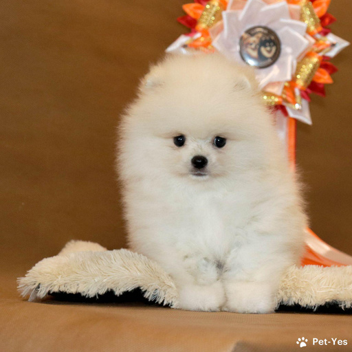 Изображение питомца