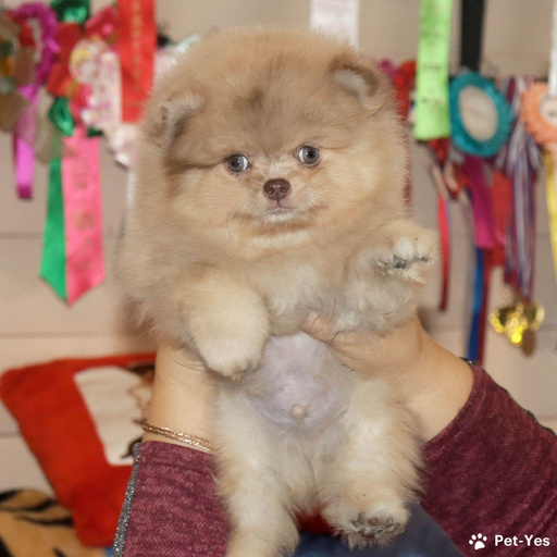 Изображение питомца