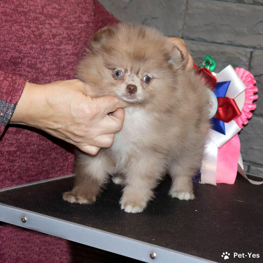 Изображение питомца