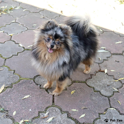 Изображение питомца