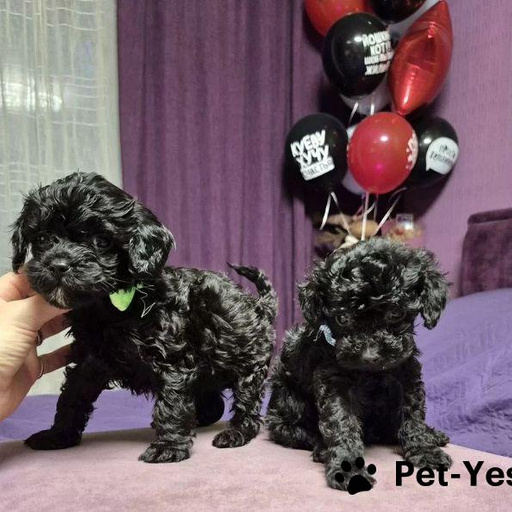 Изображение питомца