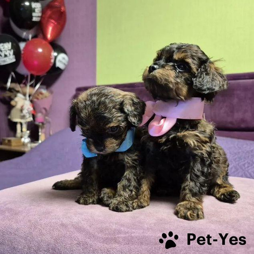 Изображение питомца