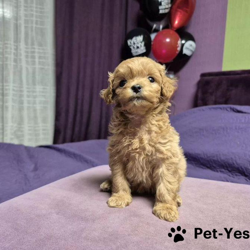 Изображение питомца