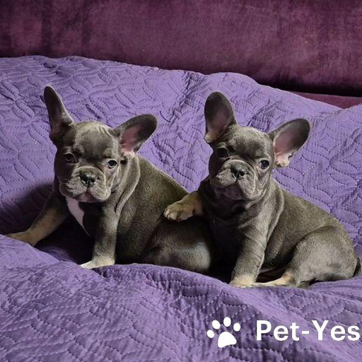 Изображение питомца