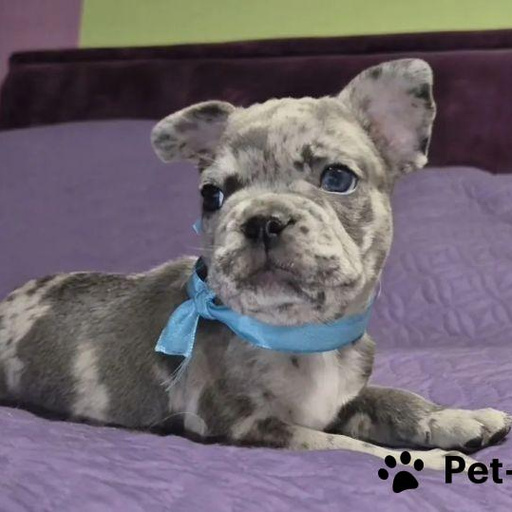 Изображение питомца