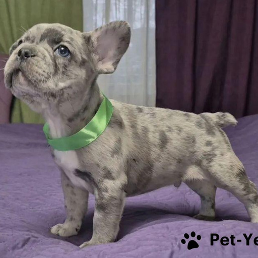 Изображение питомца