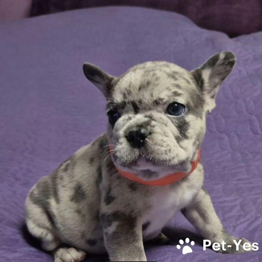 Изображение питомца