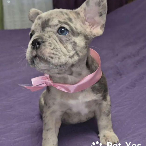 Изображение питомца