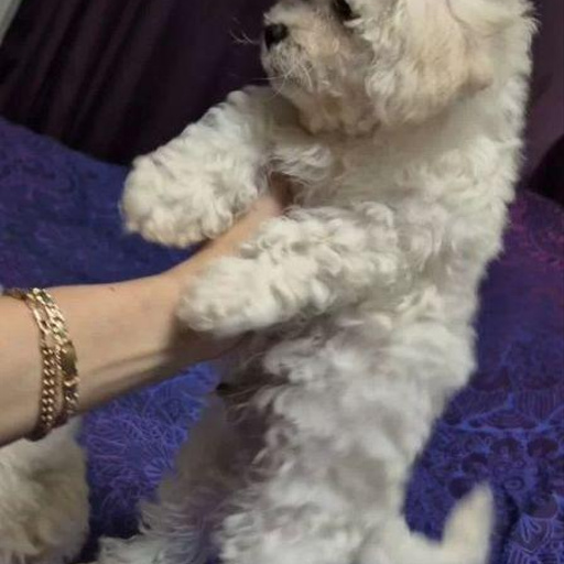 Изображение питомца