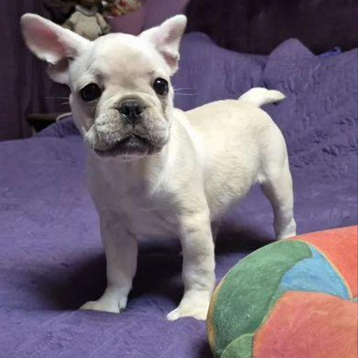 Изображение питомца