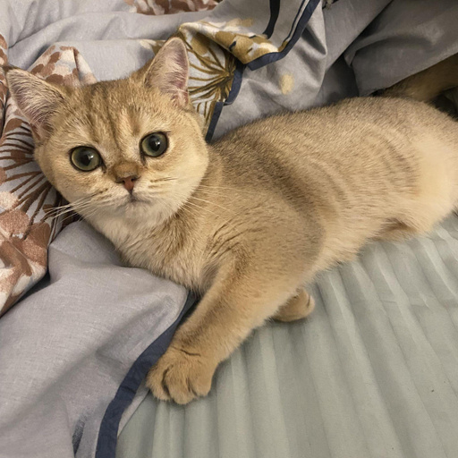 Изображение питомца