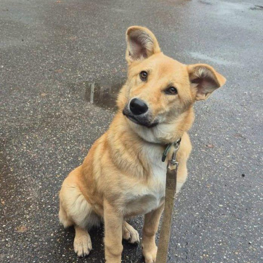 Изображение питомца