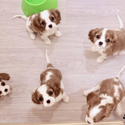 Изображение питомца