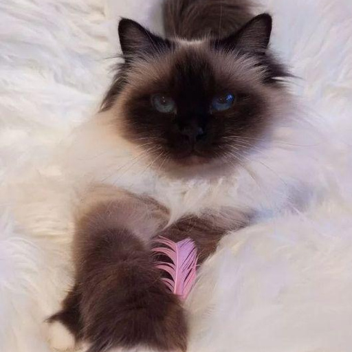 Изображение питомца