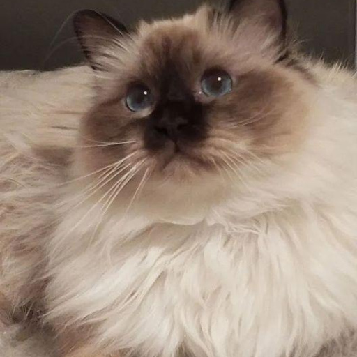 Изображение питомца