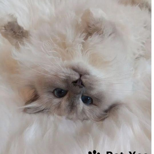 Изображение питомца