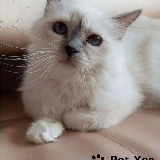 Изображение питомца