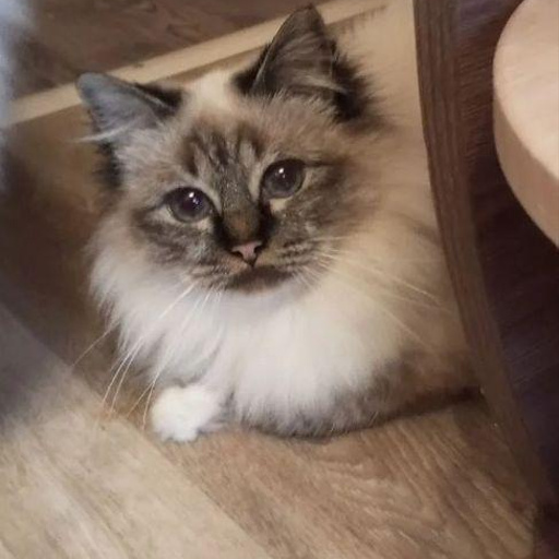 Изображение питомца