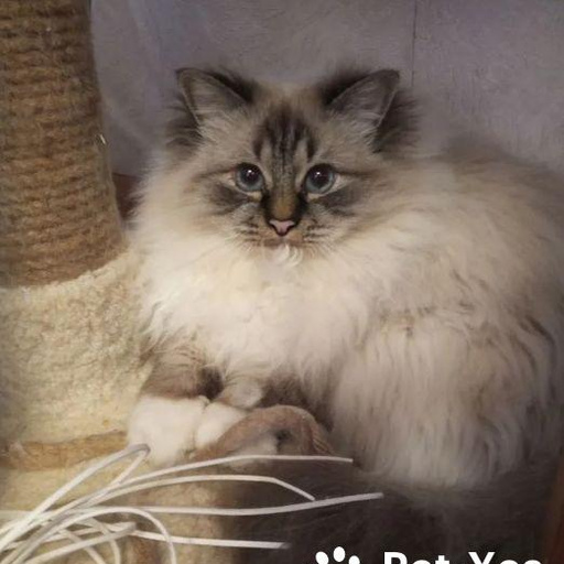 Изображение питомца